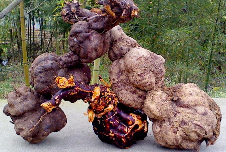 何首乌有什么功效何首乌的七大泡酒法