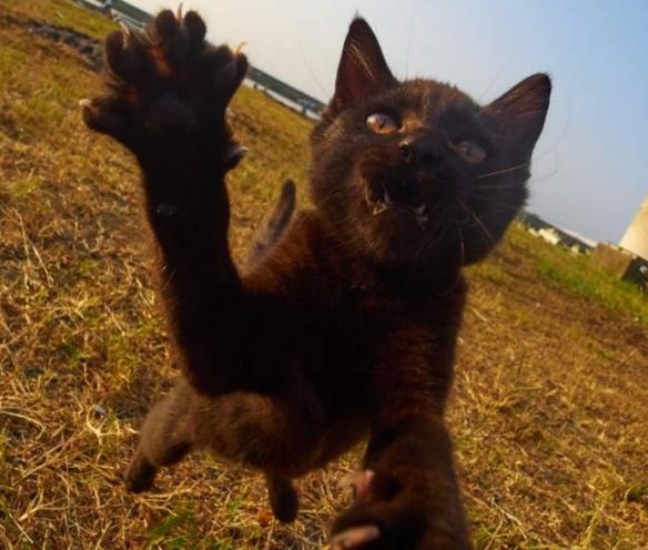 网友分享喵星人猫拳摄影术夕阳下最萌武术家的英姿