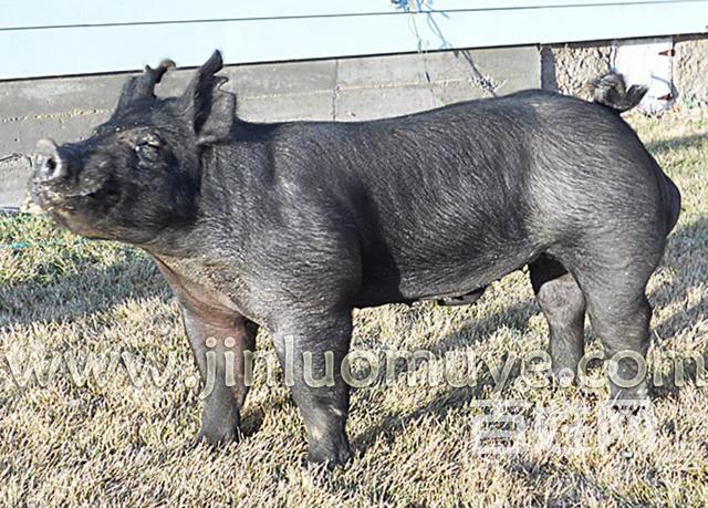 出售巴克夏种猪,北京黑猪公猪15358326651