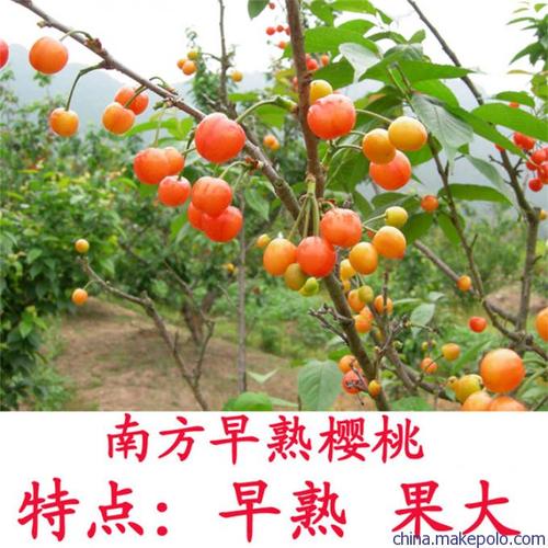 可盆栽樱桃树苗 南方新品种果树苗 嫁接果