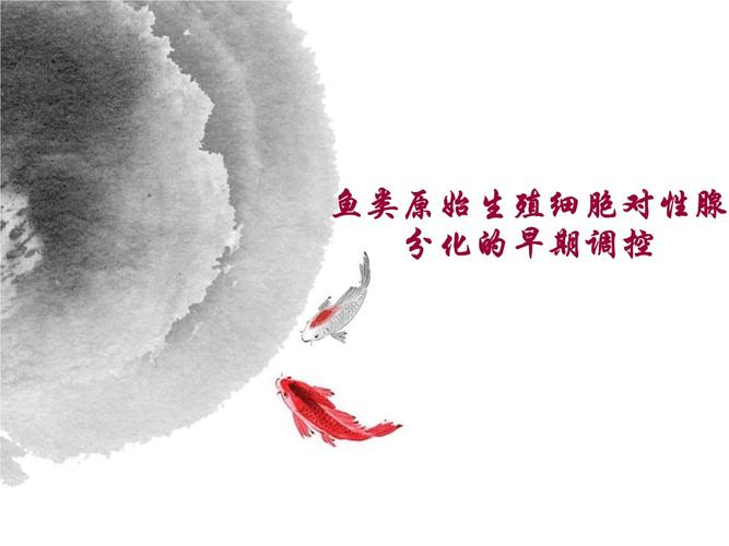 鱼类原始生殖细胞对性腺分化的早期调控文献综述答辩.ppt 45页