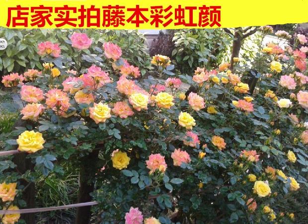 蔷薇月季 爬墙月季花苗 藤彩虹 爬藤多花月季苗 藤本蔷薇 复色花