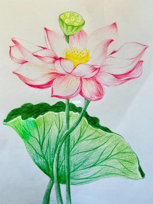 彩铅荷花_荷花_彩铅_儿童画_文化_绘画