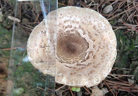 疾控专家教你辨认有毒蘑菇