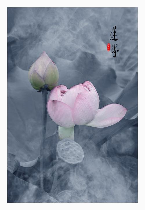 静心听花语《手机摄影》