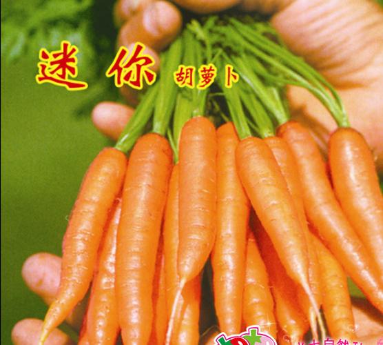 进口胡萝卜种子