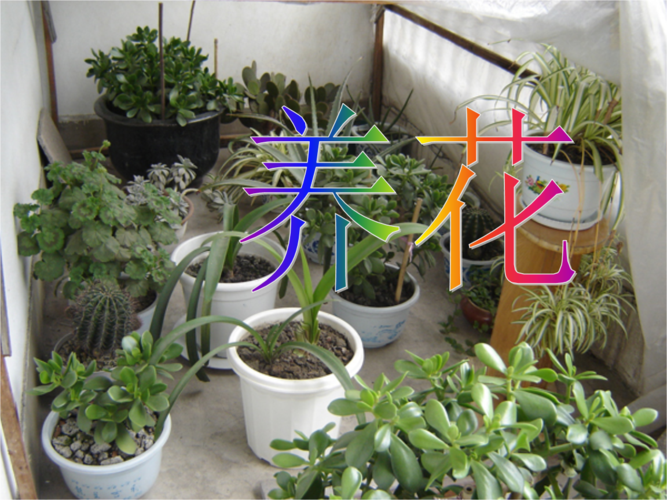 六年级语文养花课件1