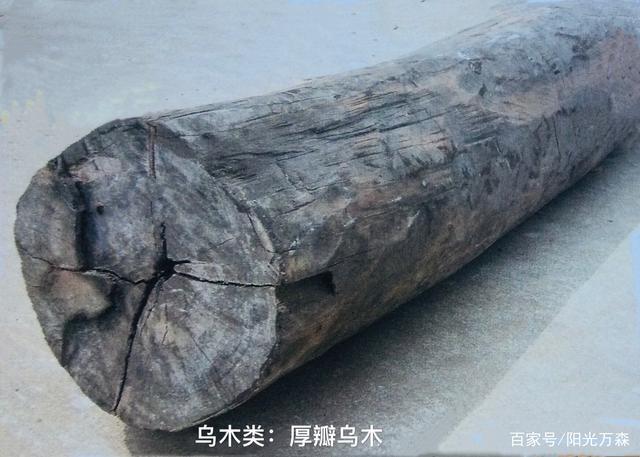 "新红木国标":乌木类和条纹乌木类树种的理解