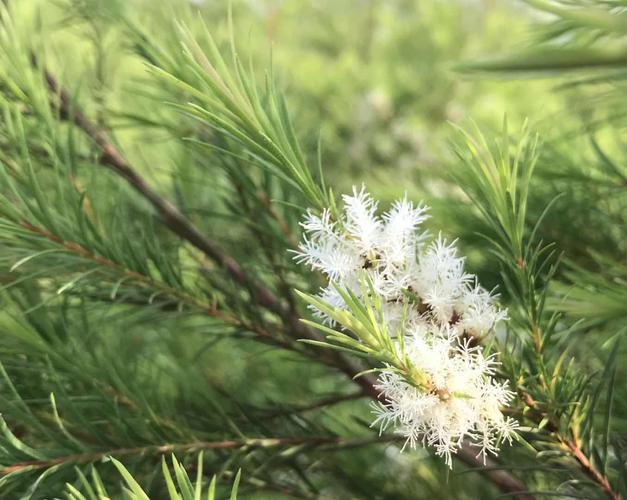 互叶白千层留下最灿烂的笑容