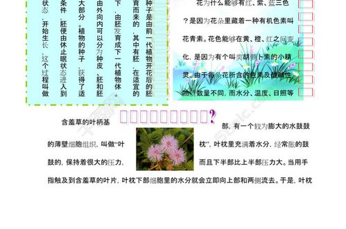 植物世界小报