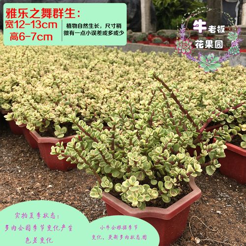 牛老板花果园 雅乐之舞老桩 多头群生多肉植物超大组合盆栽_7折现价15