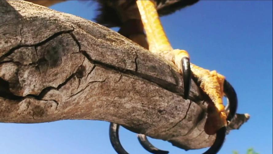 实拍自然动物世界飞禽雄鹰老鹰爪子特写视频