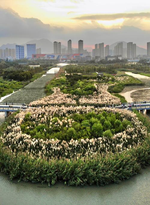 蒹葭苍苍 温州三垟湿地的这片芦苇荡火了