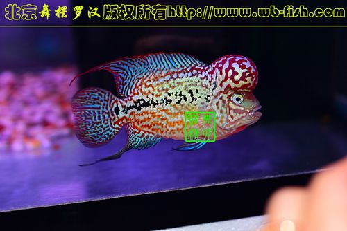 (售出)舞摆罗汉-罗汉鱼-极品白眼帝王金花1120泰国亚军