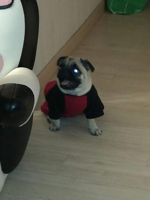 眼睛会发光的狗几