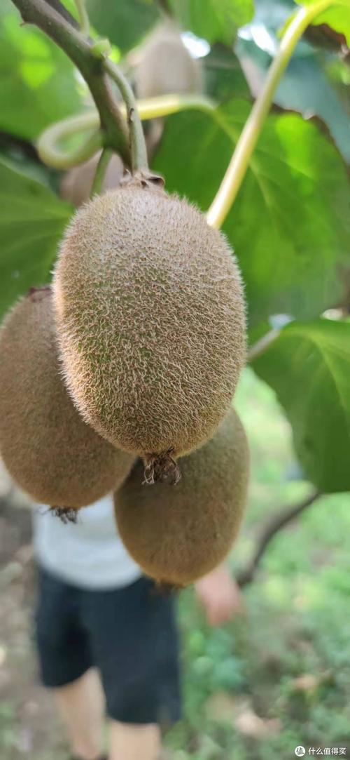 让果子再长一会儿绿心猕猴桃选购攻略之翠香猕猴桃篇