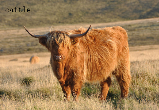 展开全部 牛的英文单词是:cattle,ox  单词解析: 1,cattle  读音:英