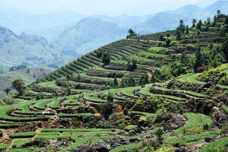 安溪茶山(感德高坪头)