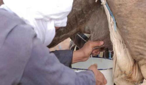 为什么只能人工挤奶?看看研究人员怎么说