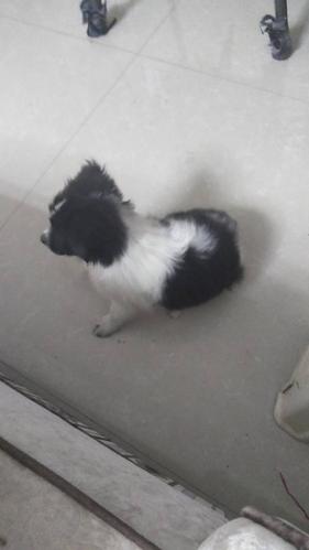 捡到一只黑白色的狗狗是什么品种啊求告知谢谢