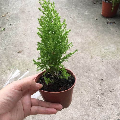 小盆栽植物室内植物观叶绿化阳台盆栽批发香松