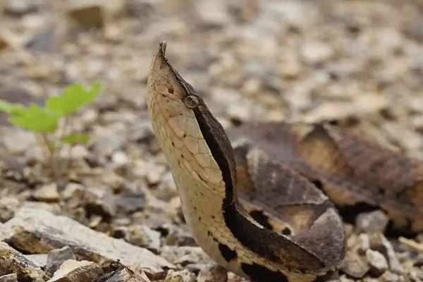 蝮蛇是什么蛇?毒性比五步蛇还要高5倍?也是全国伤人最