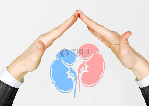 保护肾脏