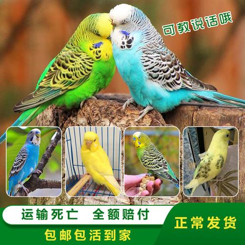 淘宝宠物_ 鹦鹉活鸟小型会说话虎皮鹦鹉活体云斑鸟活物宠物手养小鸟