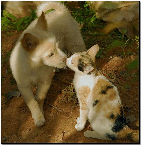 猫狗一家亲什么的最美好的.忍不住收.