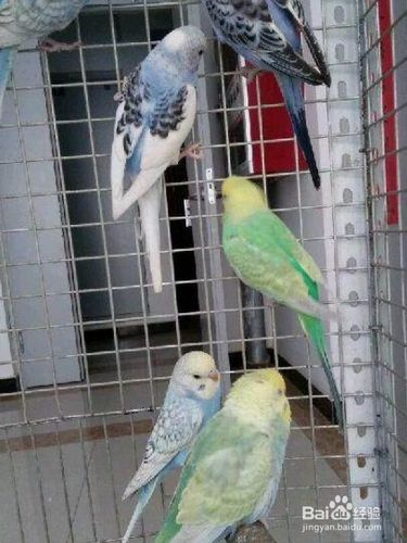 大头鹦鹉怎么分辨公母图