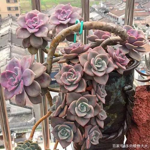 多肉老桩盆栽绿植,一花一草一世界.让您的家时刻充满