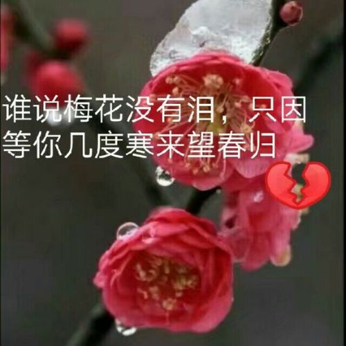 梅花泪 子彦伴奏