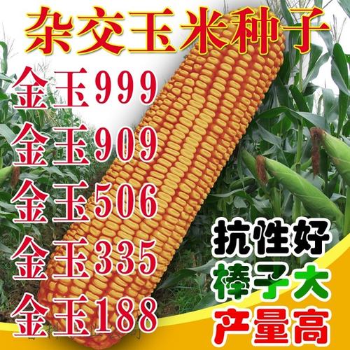 购客金玉999金玉506 金玉909 金玉888金玉335金玉188高产杂交玉米种子