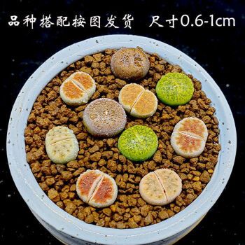 多肉植物生石花组合拼盘新手套装屁股花pp花石头花石生花肉肉 10颗按