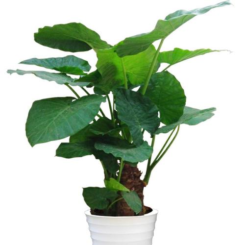 滴水观音盆栽室内大型绿植霸王芋水培吸甲醛大叶植物盆景四季花卉