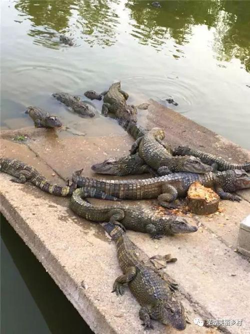 芜湖县珩琅山玫瑰谷
