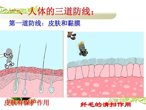1.2免疫与计划免疫(第二课时)》课件_ppt