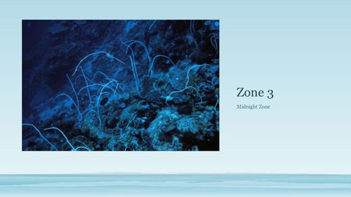 4 zones of the ocean sunlight zone twilight zone midnight zone