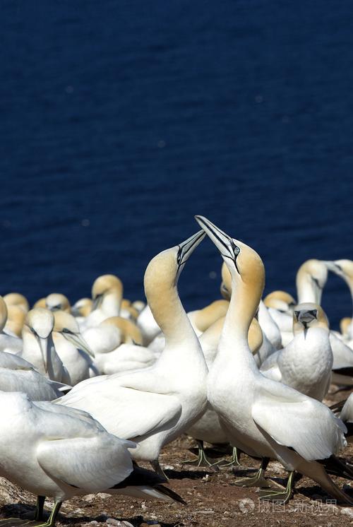 在gaspesie魁北克的北方塘鹅