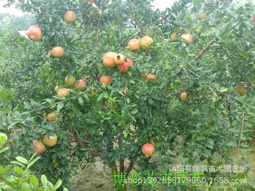 出售树苗新品种--蒙阳红石榴苗 盆栽.地栽特大,汁多味甜