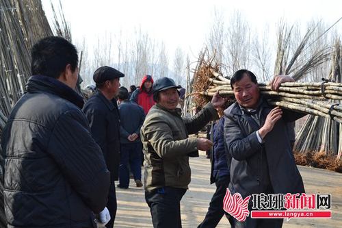 平邑县白彦镇小山后村的张老汉一大早就来赶集,以5元一棵的价格买了一