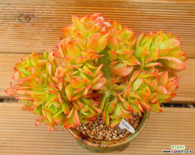 柠檬卷缀化老庄 多肉植物