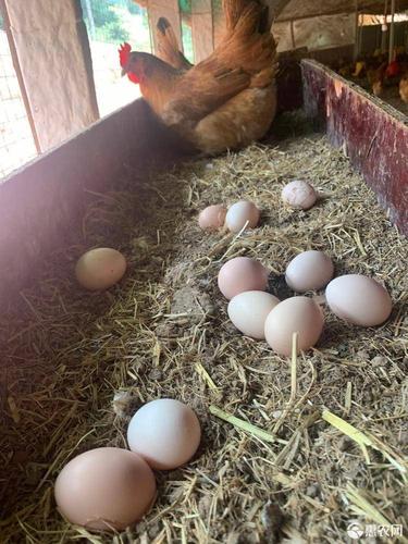 正宗山林散养土鸡蛋