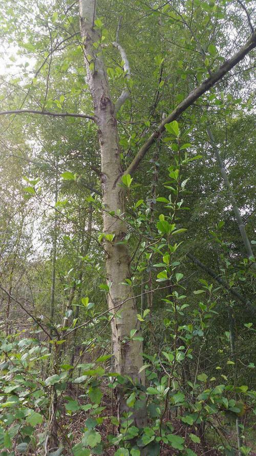 云南水冬瓜木原木原产地直销,价格便宜