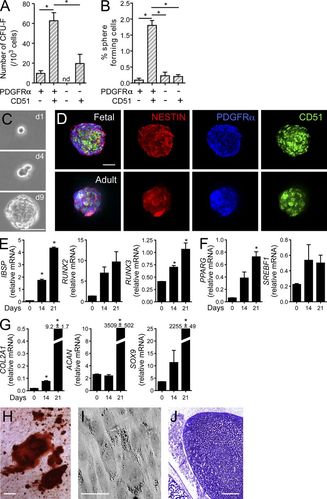 pdgfrα and cd51 mark human nestin