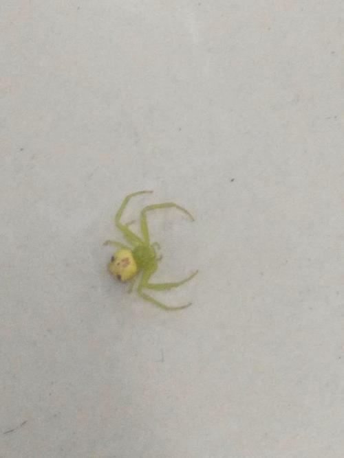 评论 0 0  鱼日辛斤  采纳率:78%擅长:暂未定制 其他回答  三突花蛛