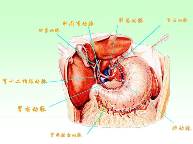 肝固有动脉 胆囊动脉 肝总动脉 胃左动脉 胃十二指肠动脉 胃右动脉 脾