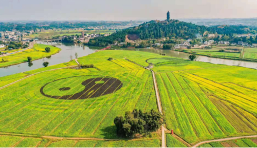 元宵节到潼南陈抟故里赏菜花