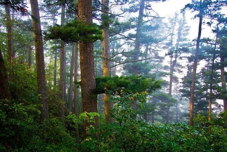 红松林.图片来源:伊春市政府网站