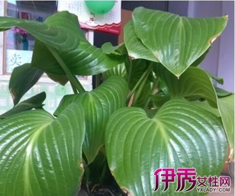 【图】盘点大叶盆栽植物图片及名称 小编为你推荐几大品种